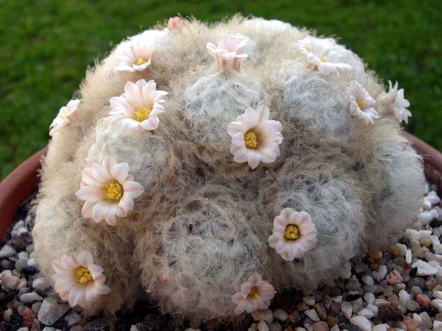 Mammillaria_plumosa_1